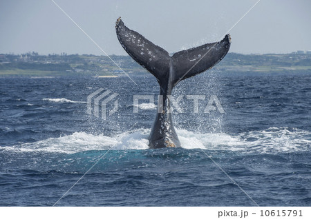 ザトウクジラ ザトウクジラ 10615791