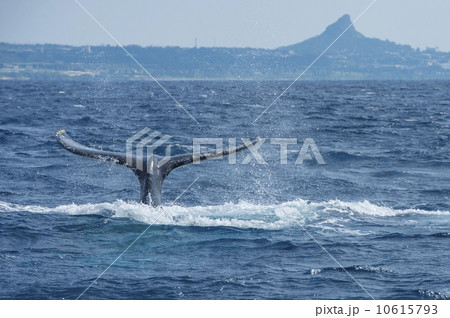 ザトウクジラ 10615793