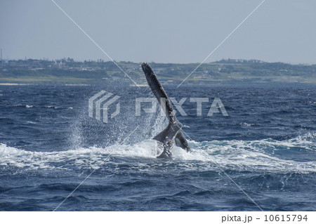 ザトウクジラ 10615794