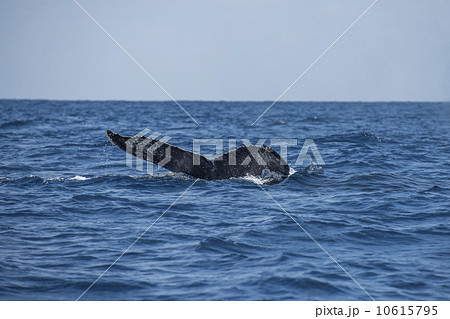 ザトウクジラ 10615795