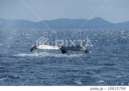 ザトウクジラ 10615796