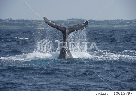ザトウクジラ ザトウクジラ 10615797
