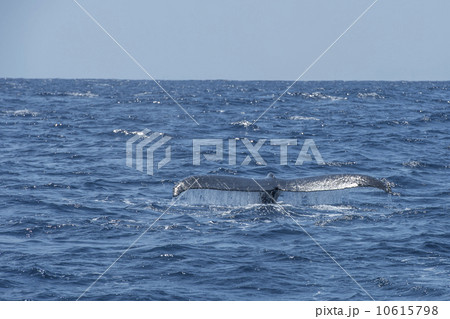 ザトウクジラ ザトウクジラ 10615798