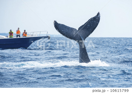 ザトウクジラ ザトウクジラ 10615799