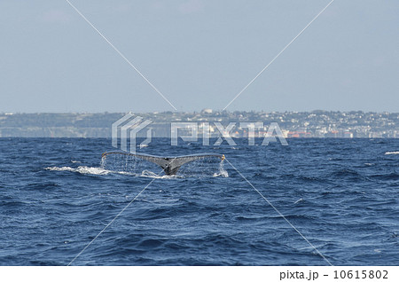 ザトウクジラ ザトウクジラ 10615802