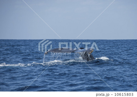 ザトウクジラ 10615803