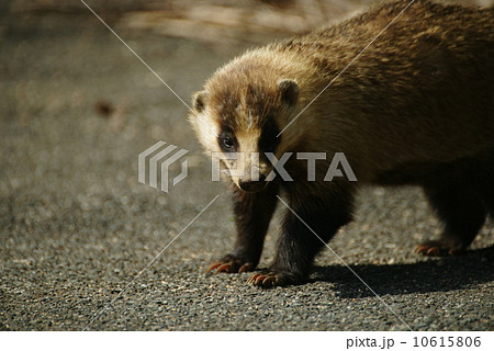 ニホンアナグマ 10615806