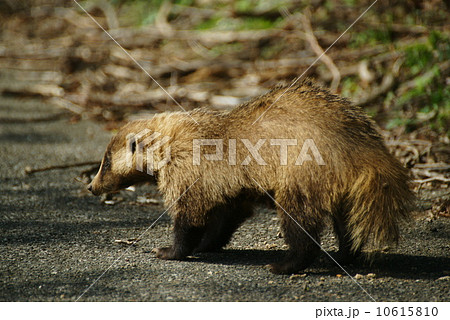 ニホンアナグマ 10615810