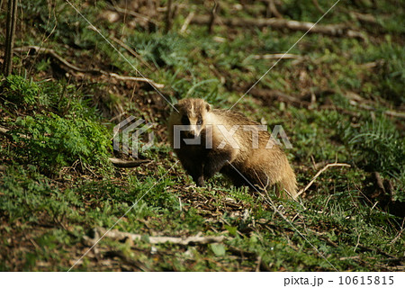 ニホンアナグマ ニホンアナグマ 10615815