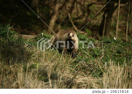 ニホンアナグマ 10615816