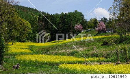 信州の菜の花畑 10615949