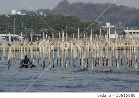 金沢八景の海苔棚 金沢八景の海苔棚 10615989