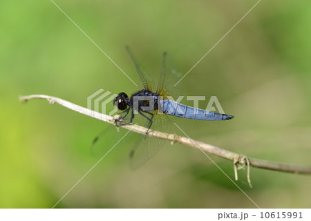 ハラビロトンボ 10615991