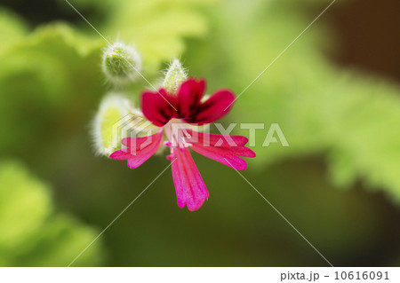 ニオイゼラニウム 10616091