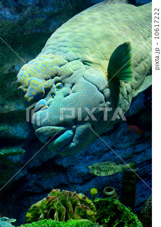 デカイ！ナポレオンフィッシュ 10617222