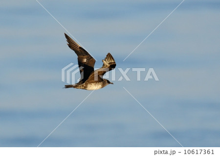 トウゾクカモメ トウゾクカモメ 10617361