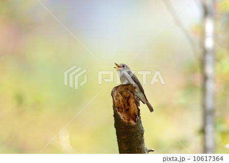 コサメビタキ 10617364