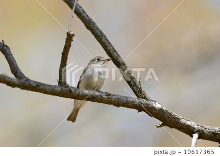 コサメビタキ 10617365