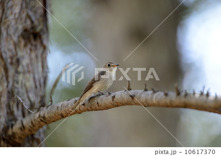 コサメビタキ 10617370