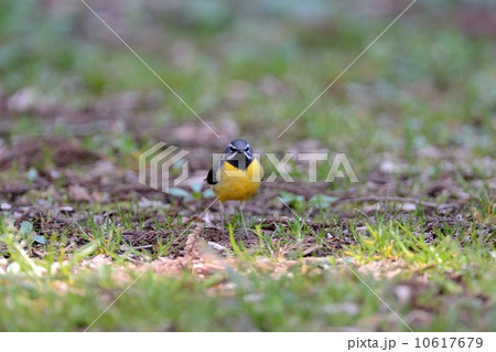 キセキレイ 10617679