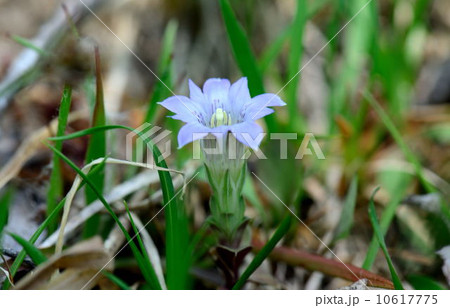 フデリンドウ フデリンドウ 10617775
