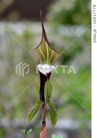 ユキモチソウ 10617778