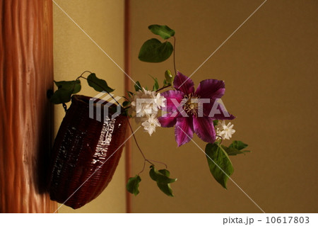 茶花 茶花 10617803