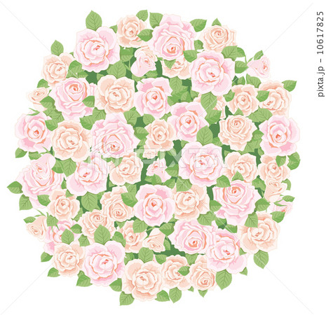 薔薇 10617825