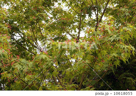 モミジの若い実 10618055