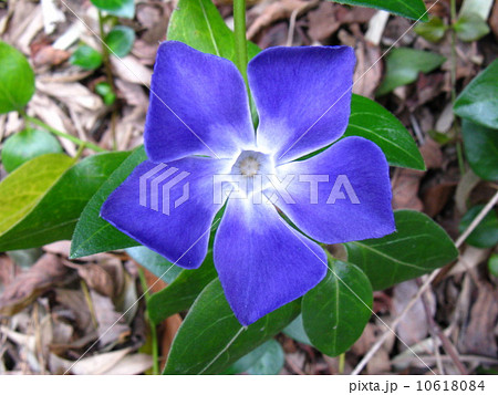春から初夏にかけてニチニチソウに似た淡紫色の花を咲かせる つる性の草花ですの写真素材