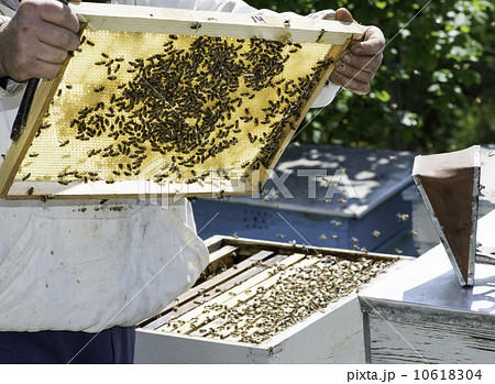 Beekeeper look honeycombs Beekeeper look honeycombs 10618304