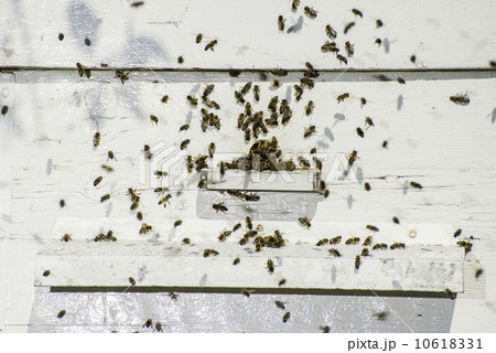 Bees entering the hive Bees entering the hive 10618331