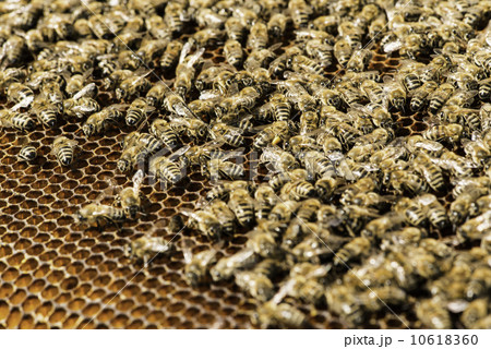 Close up honeycombs Close up honeycombs 10618360