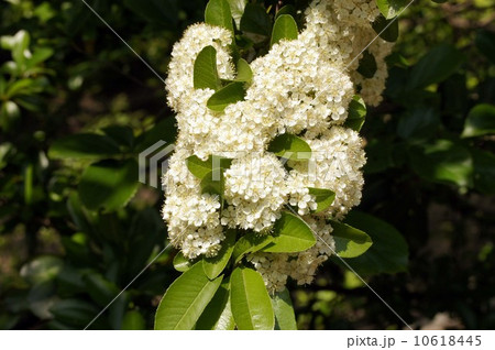 ピラカンサの白い花 10618445