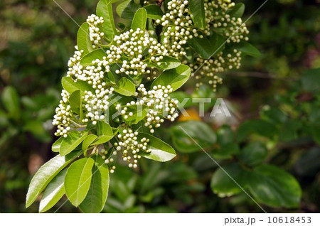 ピラカンサのつぼみ 10618453