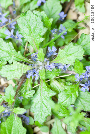 キランソウ 10618484