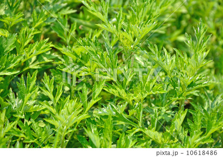 薬草　蓬　よもぎ　ヨモギ　 10618486