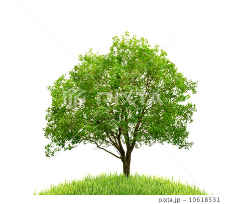 tree and grass isolated 10618531