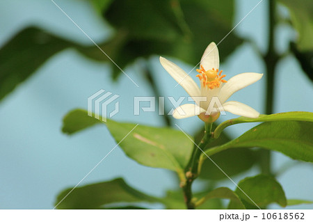 レモンの花 レモンの花 10618562