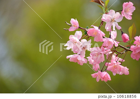 透過光のきれいなハナカイドウのピンク色とコピースペース 透過光のきれいなハナカイドウのピンク色とコピースペース 10618856