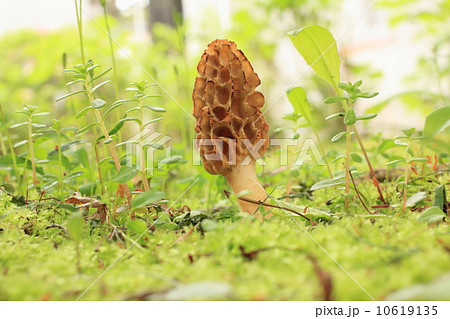 アミガサタケ アミガサタケ 10619135