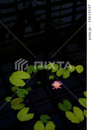 睡蓮 10619147