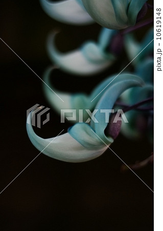 ヒスイカズラ 10619148