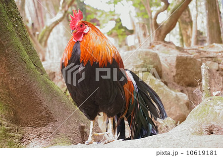 一羽のオナガドリ 10619181