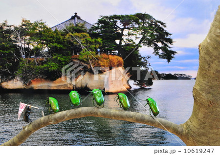 松島 松島 10619247