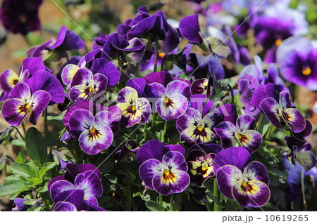 ビオラ ビオラ 10619265