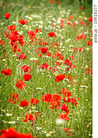 Poppy flowers 10619277