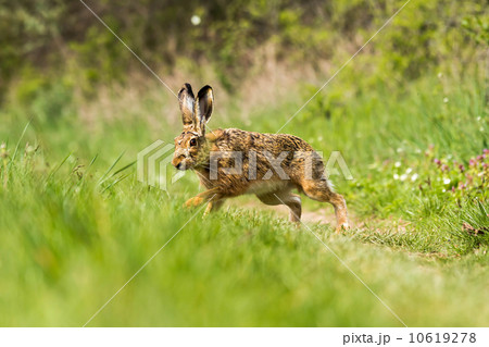 European hare (Lepus europaeus) 10619278