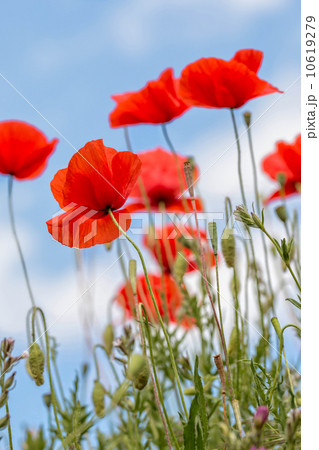 Poppy flowers 10619279