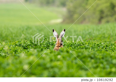 European hare (Lepus europaeus) 10619292